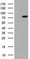 HBS1 Like Translational GTPase antibody, MA5-26470, Invitrogen Antibodies, Western Blot image 