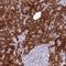 BMS1 Ribosome Biogenesis Factor antibody, HPA043081, Atlas Antibodies, Immunohistochemistry frozen image 