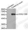 Docking Protein 2 antibody, AP0250, ABclonal Technology, Western Blot image 