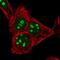 RRN3 Homolog, RNA Polymerase I Transcription Factor antibody, NBP2-13267, Novus Biologicals, Immunofluorescence image 