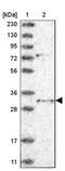 Translin-associated protein X antibody, NBP1-80665, Novus Biologicals, Western Blot image 