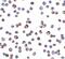 CASP2 And RIPK1 Domain Containing Adaptor With Death Domain antibody, NBP1-77048, Novus Biologicals, Immunofluorescence image 