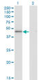 High Mobility Group 20A antibody, LS-C134024, Lifespan Biosciences, Western Blot image 