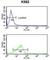 DNA Polymerase Epsilon 3, Accessory Subunit antibody, abx033322, Abbexa, Western Blot image 