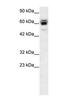 Ring Finger Protein, LIM Domain Interacting antibody, PA1-24404, Invitrogen Antibodies, Western Blot image 