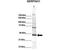 Serpin Family H Member 1 antibody, TA330391, Origene, Western Blot image 