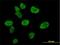 CREB Binding Protein antibody, H00001387-M01, Novus Biologicals, Immunofluorescence image 