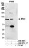 Bromodomain Containing 3 antibody, A302-367A, Bethyl Labs, Immunoprecipitation image 