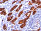 Tgn antibody, AM50173PU-S, Origene, Immunohistochemistry paraffin image 