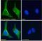 Thioredoxin Domain Containing 5 antibody, NB100-1452, Novus Biologicals, Immunofluorescence image 