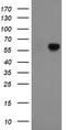 Formimidoyltransferase Cyclodeaminase antibody, CF504944, Origene, Western Blot image 