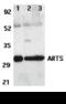 Septin-4 antibody, 11000, QED Bioscience, Western Blot image 