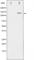 Cbl Proto-Oncogene antibody, abx010496, Abbexa, Western Blot image 