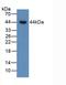 Bone morphogenetic protein 15 antibody, LS-C686761, Lifespan Biosciences, Western Blot image 