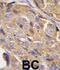 Eukaryotic Translation Initiation Factor 4B antibody, abx025093, Abbexa, Immunohistochemistry frozen image 