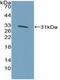 Kruppel Like Factor 5 antibody, abx131234, Abbexa, Western Blot image 