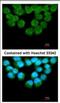 Ubiquitin Recognition Factor In ER Associated Degradation 1 antibody, NBP2-20802, Novus Biologicals, Immunofluorescence image 