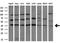 Caspase 4 antibody, M02941, Boster Biological Technology, Western Blot image 
