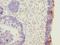 EFR3 Homolog B antibody, LS-C398195, Lifespan Biosciences, Immunohistochemistry frozen image 
