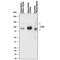 Neurotrophic Receptor Tyrosine Kinase 2 antibody, MAB1494, R&D Systems, Western Blot image 