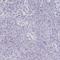 Membrane Spanning 4-Domains A2 antibody, HPA059967, Atlas Antibodies, Immunohistochemistry paraffin image 