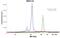 Glutathione-S-Transferase Tag antibody, NB600-326, Novus Biologicals, Western Blot image 