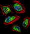 CCR4-NOT transcription complex subunit 8 antibody, A05401-1, Boster Biological Technology, Immunofluorescence image 