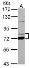 Propionyl-CoA Carboxylase Subunit Alpha antibody, NBP2-19717, Novus Biologicals, Western Blot image 