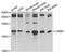 Cold Inducible RNA Binding Protein antibody, A6080, ABclonal Technology, Western Blot image 