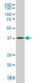 Gastrulation and brain-specific homeobox protein 2 antibody, H00002637-M01, Novus Biologicals, Western Blot image 