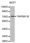 TNF Receptor Superfamily Member 1B antibody, abx000702, Abbexa, Western Blot image 