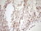 Tissue Factor Pathway Inhibitor antibody, LS-C339824, Lifespan Biosciences, Immunohistochemistry frozen image 