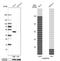 SHANK Associated RH Domain Interactor antibody, NBP1-92386, Novus Biologicals, Western Blot image 