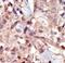 Myosin light chain kinase, smooth muscle antibody, LS-C98724, Lifespan Biosciences, Immunohistochemistry frozen image 