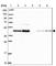 ADP Ribosylation Factor GTPase Activating Protein 1 antibody, HPA051019, Atlas Antibodies, Western Blot image 