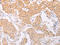 NFKB Inhibitor Epsilon antibody, CSB-PA953030, Cusabio, Immunohistochemistry paraffin image 