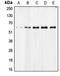 Apoptosis Inducing Factor Mitochondria Associated 1 antibody, LS-C353147, Lifespan Biosciences, Western Blot image 