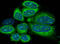 Alkaline Phosphatase, Biomineralization Associated antibody, M01008-1, Boster Biological Technology, Immunofluorescence image 