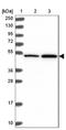 Tripartite Motif Containing 64C antibody, NBP2-14548, Novus Biologicals, Western Blot image 