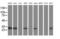 Translocase Of Outer Mitochondrial Membrane 34 antibody, MA5-25589, Invitrogen Antibodies, Western Blot image 