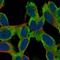 Transmembrane Protein 108 antibody, HPA063350, Atlas Antibodies, Immunofluorescence image 