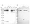 SEC24 Homolog C, COPII Coat Complex Component antibody, NBP1-81550, Novus Biologicals, Western Blot image 