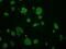 GRIP1 Associated Protein 1 antibody, NBP2-02277, Novus Biologicals, Immunocytochemistry image 