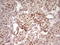 High Mobility Group 20A antibody, LS-C791084, Lifespan Biosciences, Immunohistochemistry paraffin image 