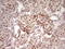 High Mobility Group 20A antibody, LS-C791084, Lifespan Biosciences, Immunohistochemistry paraffin image 