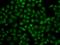 Ubiquitin Specific Peptidase 26 antibody, orb373909, Biorbyt, Immunocytochemistry image 