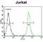 Solute Carrier Family 43 Member 2 antibody, abx025579, Abbexa, Western Blot image 