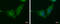 Wnt Family Member 11 antibody, GTX105971, GeneTex, Immunofluorescence image 