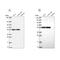 Glutamate Rich WD Repeat Containing 1 antibody, NBP2-56888, Novus Biologicals, Western Blot image 