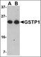 Glutathione S-Transferase Pi 1 antibody, orb89163, Biorbyt, Western Blot image 